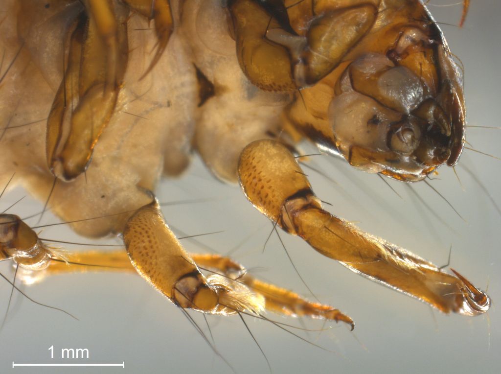 Agrypnia varia
